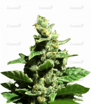 1663604760505.png 1663604760505.png