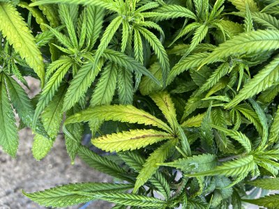 DFAC1FF3-26EA-4AD5-8789-9526FF808E37.jpeg DFAC1FF3-26EA-4AD5-8789-9526FF808E37.jpeg