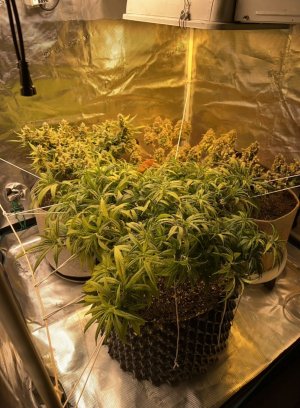 1972E752-1433-40C6-82B4-FEDD00EE8484.jpeg 1972E752-1433-40C6-82B4-FEDD00EE8484.jpeg