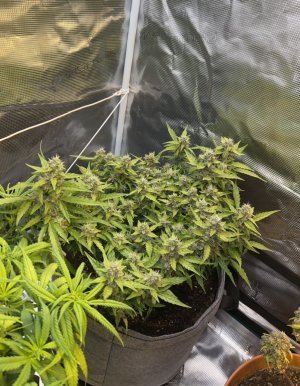 80078364-B4CC-4901-A1DF-AAAF1BC62270.jpeg 80078364-B4CC-4901-A1DF-AAAF1BC62270.jpeg