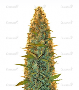 1663866652888.png 1663866652888.png