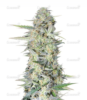 1663866656946.png 1663866656946.png