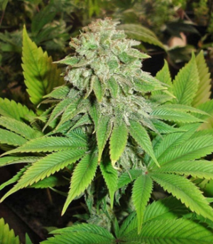 1663869273100.png 1663869273100.png