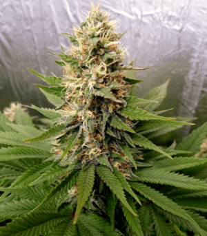 1663869981264.png 1663869981264.png