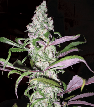 1663869998226.png 1663869998226.png