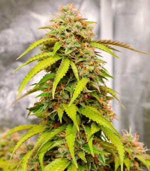 Gorilla-Auto-fem-konoplya__o64jM6gFFP9rIW6r.jpg Gorilla-Auto-fem-konoplya__o64jM6gFFP9rIW6r.jpg