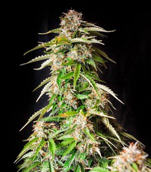 Gorilla-Auto-fem-kust-marihuany__yMW0UA0jMzeJTJTZ.jpg Gorilla-Auto-fem-kust-marihuany__yMW0UA0jMzeJTJTZ.jpg