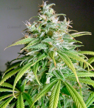 1663924210942.png 1663924210942.png