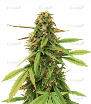 1663924228981.png 1663924228981.png