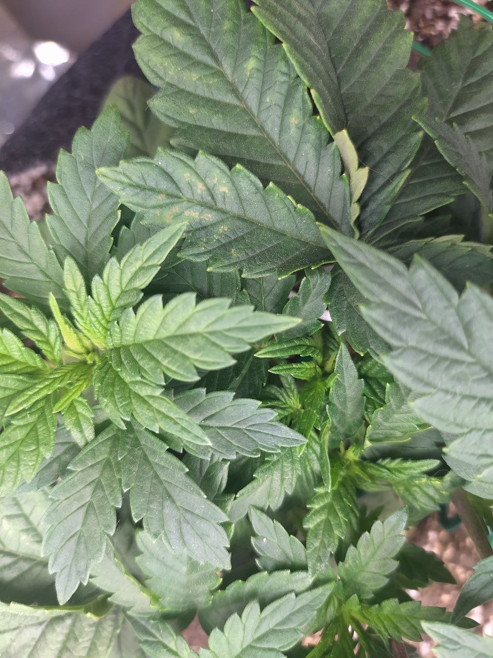 1 — копия.jpg