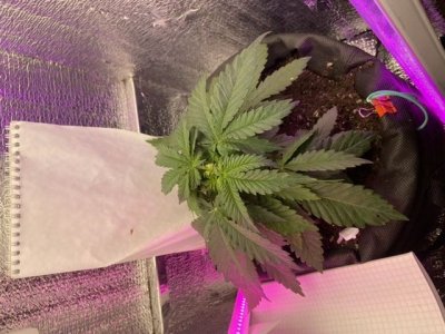 B33973F5-AC11-4696-9301-B951A6408542.jpeg B33973F5-AC11-4696-9301-B951A6408542.jpeg