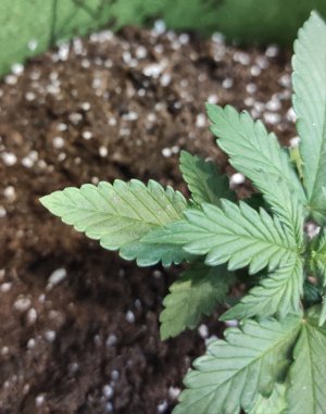 IMG_20220926_171926.jpg IMG_20220926_171926.jpg