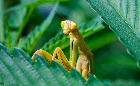 Использование насекомых для природной защиты конопли от вредителей Использование насекомых для природной защиты конопли от вредителей