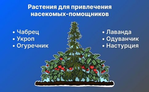 Использование растений-компаньонов для привлечения насекомых-помощников Использование растений-компаньонов для привлечения насекомых-помощников