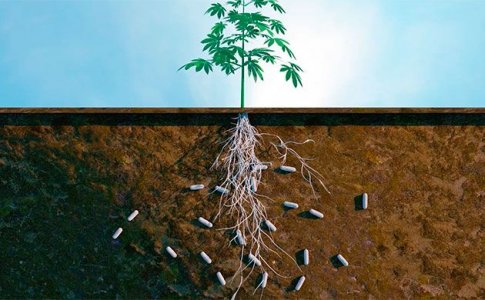 Марихуана и молочнокислые бактерии Марихуана и молочнокислые бактерии