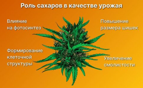 Влияние сахаров на рост и объем соцветий Влияние сахаров на рост и объем соцветий
