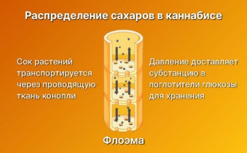 Распределение сахаров в каннабисе Распределение сахаров в каннабисе