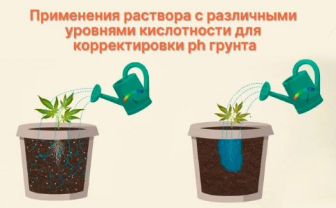 Неблагоприятный уровень рН и блокировка питательных веществ у конопли Неблагоприятный уровень рН и блокировка питательных веществ у конопли