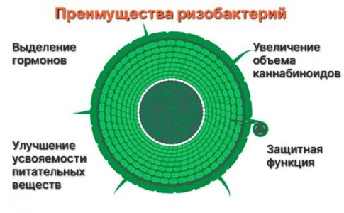 Преимущества ризобактерии для конопли Преимущества ризобактерии для конопли