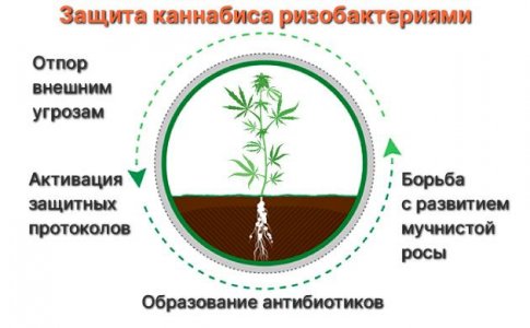 Как ризобактерии защищают коноплю Как ризобактерии защищают коноплю