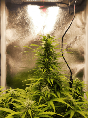 1664572201100.png 1664572201100.png