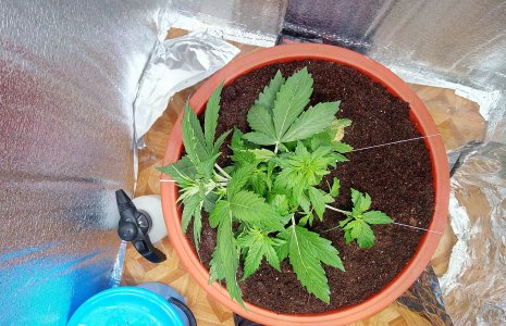 21 день LST3.jpg