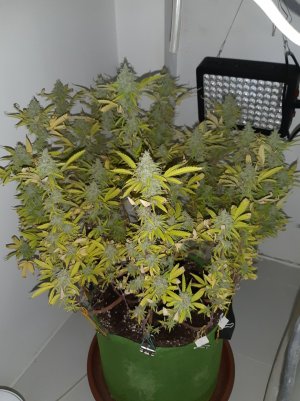 20221007_194738.jpg 20221007_194738.jpg