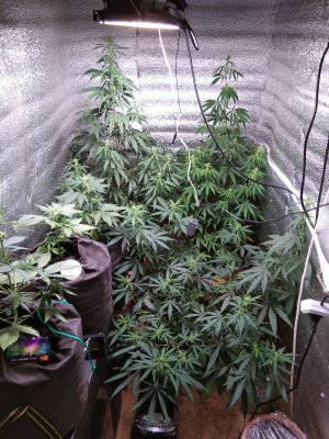 IMG_20221006_175319.jpg IMG_20221006_175319.jpg