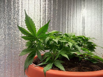 27 день LST2.jpg