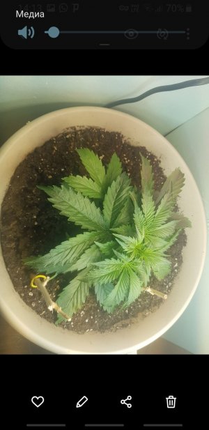 Screenshot_20221010-141307_Gallery.jpg Screenshot_20221010-141307_Gallery.jpg