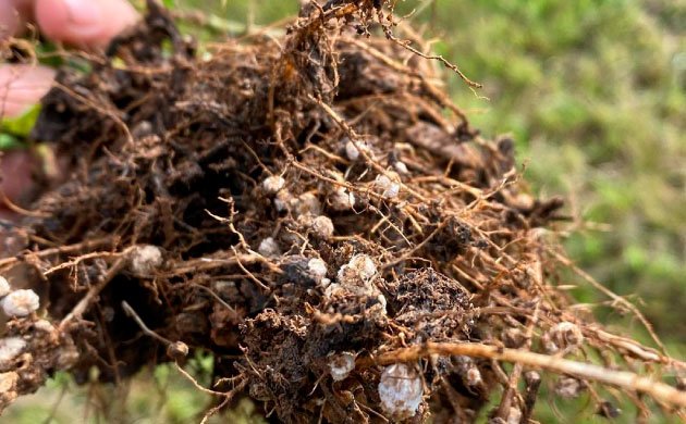 Микориза и конопля Микориза и конопля