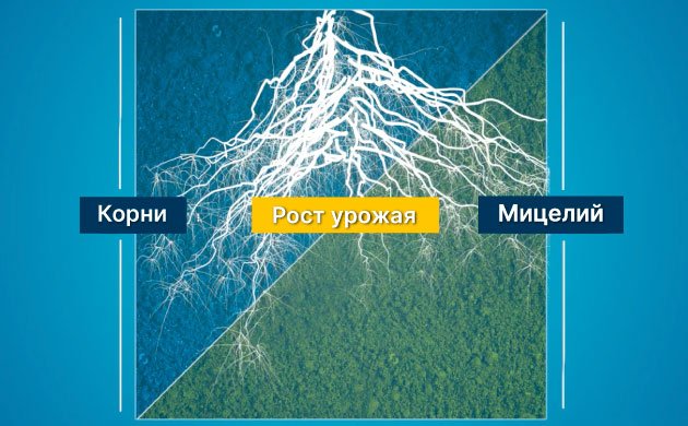 Преимущества добавления микоризных грибов в почвенную смесь Преимущества добавления микоризных грибов в почвенную смесь