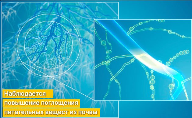 Как правильно вносить микоризные грибы в почву для конопли Как правильно вносить микоризные грибы в почву для конопли