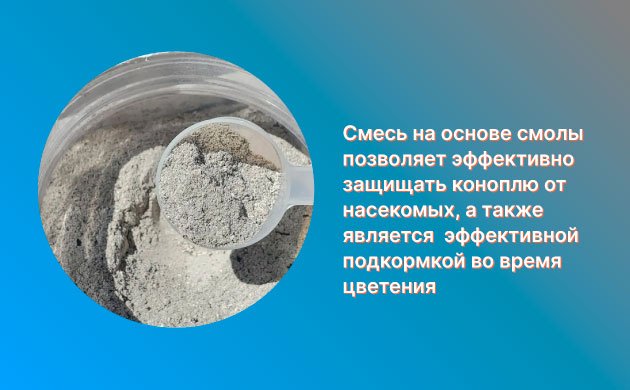 Защита конопли от насекомых-вредителей: смесь на основе золы