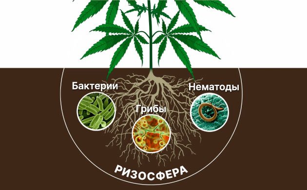 Почвенная пищевая сеть и процветание растений