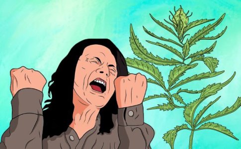 Стресс конопли Стресс конопли