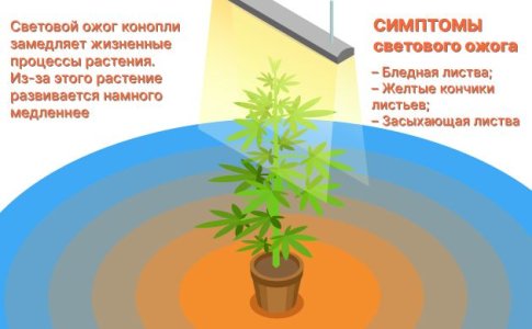 Световой стресс Световой стресс