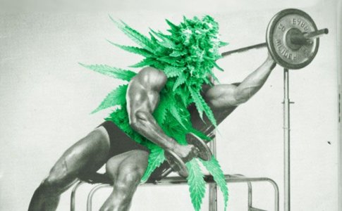 Положительное влияние стресса на коноплю Положительное влияние стресса на коноплю