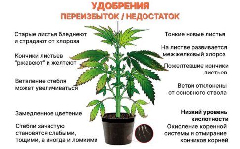 Переизбыток и недостаток удобрений Переизбыток и недостаток удобрений