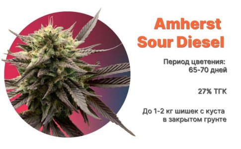 Amherst Sour Diesel Amherst Sour Diesel