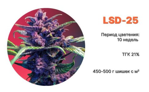LSD-25 Auto LSD-25 Auto