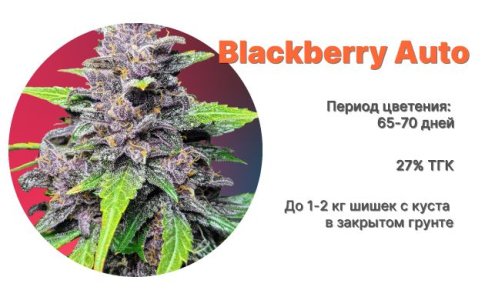 Blackberry Auto Blackberry Auto