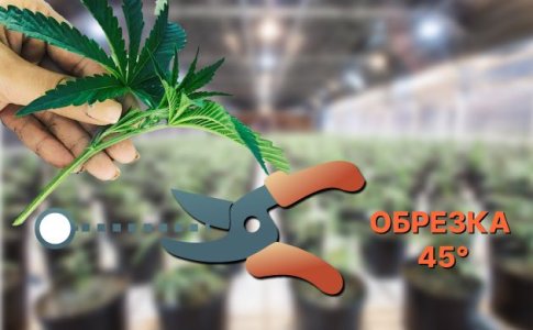 Обрезка черенка для клонирования марихуаны
