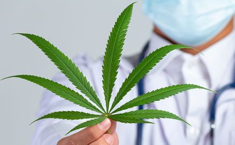 ТОП медицинских сортов конопли ТОП медицинских сортов конопли