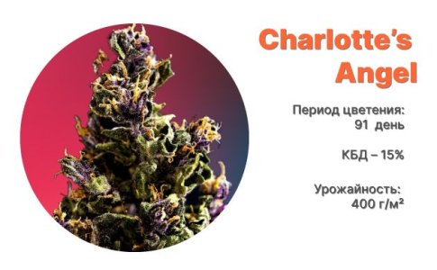 Сорт марихуаны CBD Auto Charlotte’s Angel от Dutch Passion Сорт марихуаны CBD Auto Charlotte’s Angel от Dutch Passion