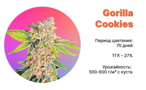 Сорт конопли Gorilla Cookies Auto от FastBuds