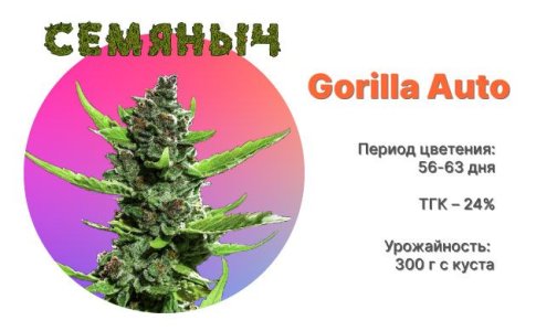 Сорт марихуаны Gorilla Auto от Семяныча