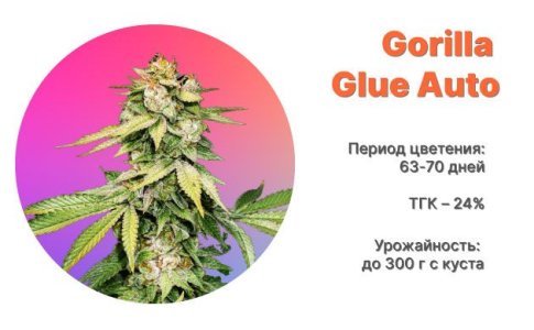Сорт конопли Gorilla Glue Auto от FastBuds
