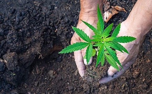 Основные требования к грунту для выращивания конопли