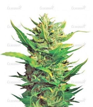 think different auto.jpg